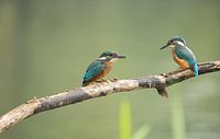 Jonge ijsvogeltjes