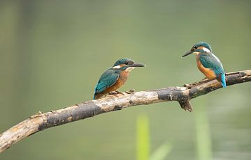 kingfisher juveniles sur richard evers
