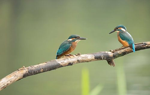 kingfisher juveniles
