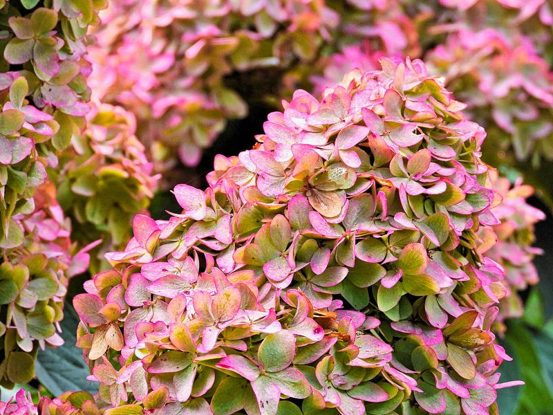 Hydrangea by Anja Oosterwaal Fine Art Fotografie