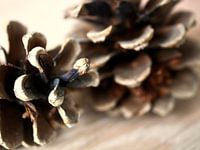 Detail pine cones