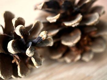 Detail Kiefernzapfen