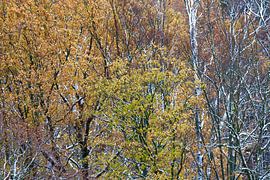 Beautiful winter forest