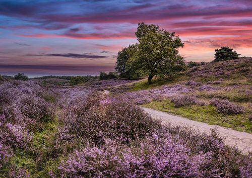 Bloeiende heide bij de Posbank, Nederland