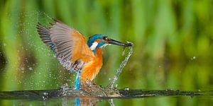 Eisvogel