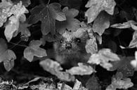 Curious hedgehog by Danny Slijfer Natuurfotografie thumbnail
