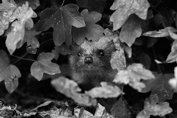 Nieuwsgierige egel van Danny Slijfer Natuurfotografie