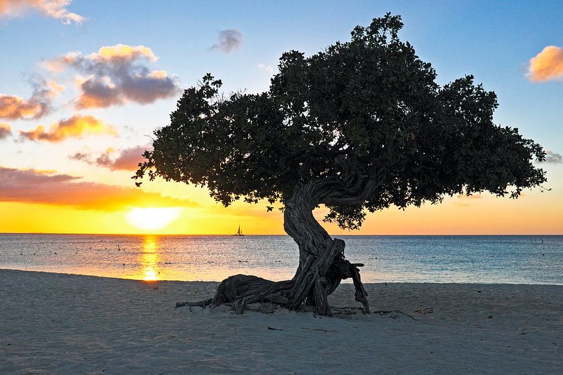 Dividivi tree on Aruba at sunset in the Caribbean by Eye on You