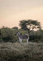 Zebra on the lookout for lions