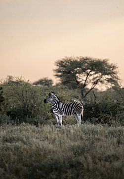 Zebra op de uitkijk voor leeuwen in Namibië van Jurrie Renskers