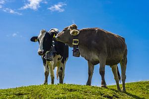 Allgäu cows van Walter G. Allgöwer