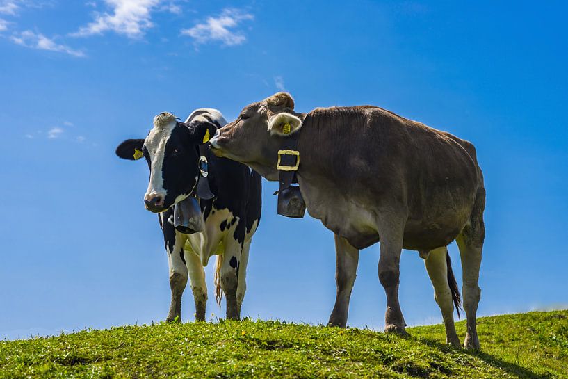 Allgäu cows by Walter G. Allgöwer