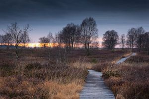 Follow the Path van Rob Christiaans