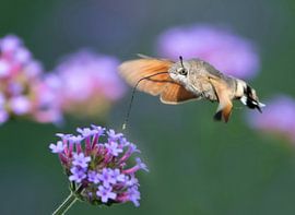 Fladderende magie van Zeno Swijtink