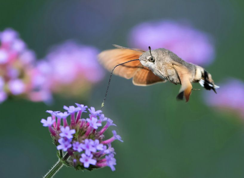 Fluttering magic by Zeno Swijtink