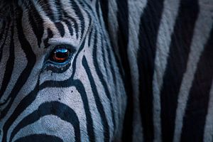 Zebra by David Potter