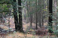 Twents herfstbos
