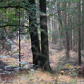 Twente autumn forest by Petra De Jonge