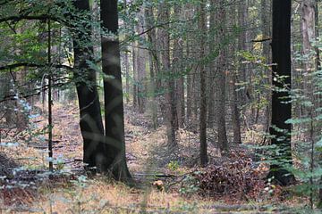 La forêt d'automne de Twente
