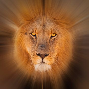 Stylised portrait of a male lion (Panthera leo) by Chris Stenger