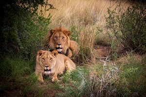 Leo