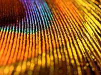 Peacock feather orange