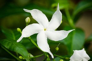 Draaimolenbloem in Thailand