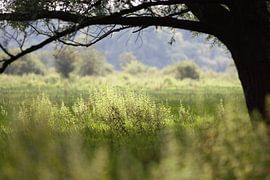 View through with fresh spring hues