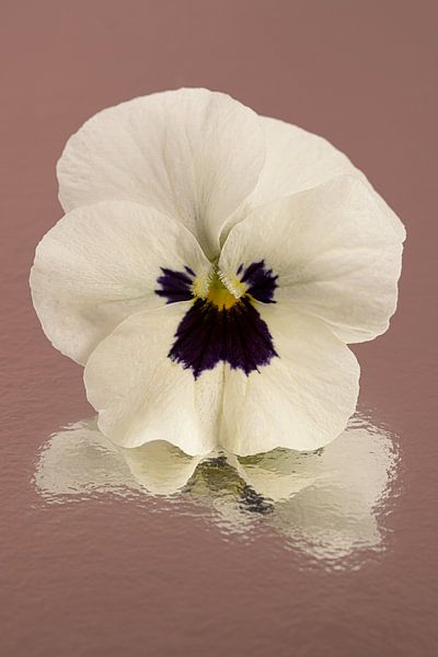 A simple pansy by Marjolijn van den Berg