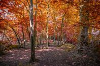 Herfst in het bos van Rietje Bulthuis thumbnail