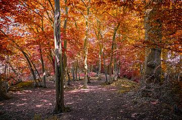 Herfst in het bos van Rietje Bulthuis