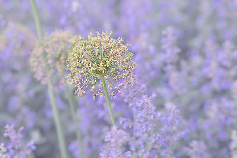 catmint by Vliner Flowers