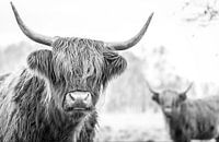 Schotse Hooglanders in natuurgebied Jiltdijksheide (zwart/wit)
