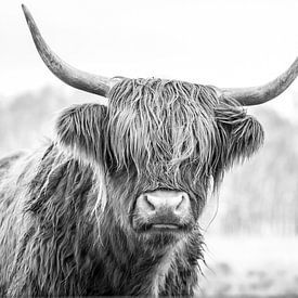 Schotse Hooglanders in natuurgebied Jiltdijksheide (zwart/wit) van Martijn van Dellen