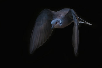 European Turtle dove - escape from the emptiness