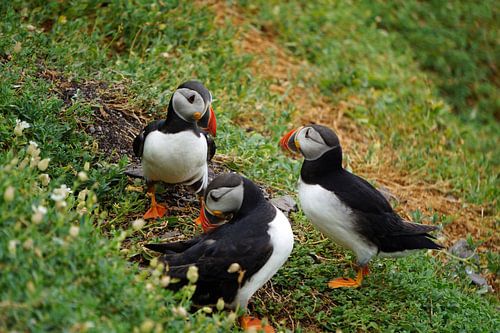 Papegaaiduikers op het eiland Skellig Michael in Ierland
