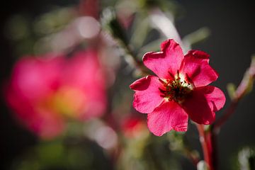 roodbloeiende postelein Portulaca grandiflora van Heiko Kueverling