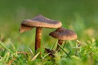 Small brown slimy lamellar fungi
