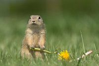 Gopher