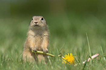 Gopher