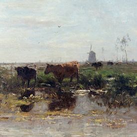 Cows at a fens with water lilies by Affect Fotografie