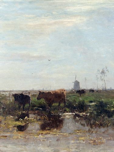 Kühe an einem Moor mit Seerosen