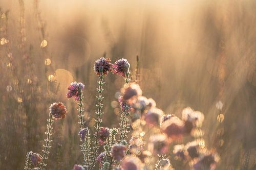 Planken Wambuis part 114