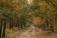 Hoge Veluwe en automne (1)