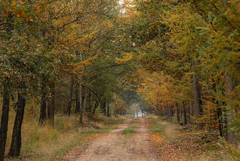 Hoge Veluwe in de herfst (1) van Eric Wander