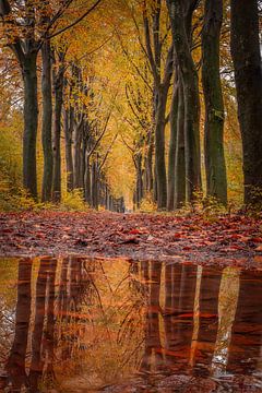 Weerspiegeling van Marco Lok