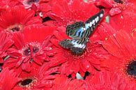 Schmetterling auf Rot von Annette Gasch Miniaturansicht