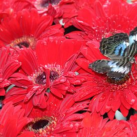 Schmetterling auf Rot von Annette Gasch