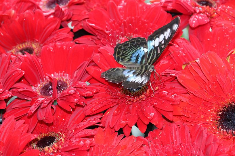 Schmetterling auf Rot von Annette Gasch