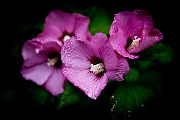 Wilde bloemen na regen van Jesse Meijers